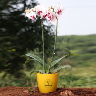Valencia Planters | Pack of 2 | Mustard Pot