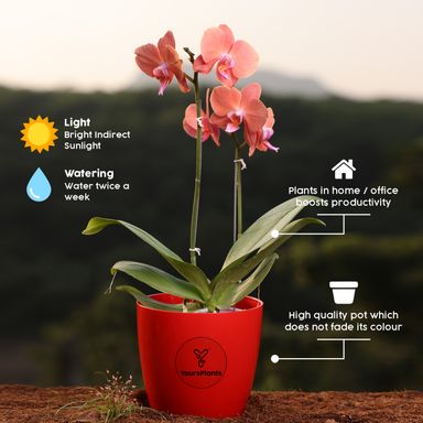 Valencia Planters | Pack of 2 | Red Pot