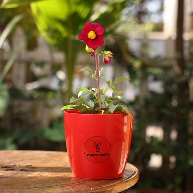 Valencia Planters | Pack of 2 | Red Pot