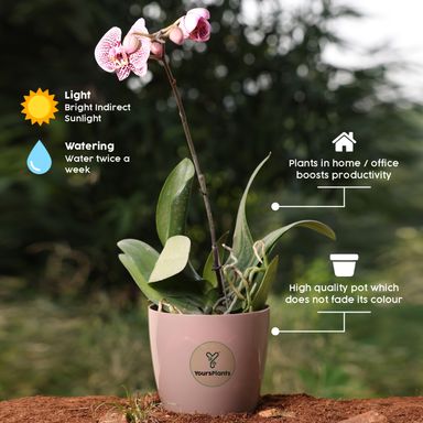 Valencia Planters | Pack of 2 | Mocca Pot