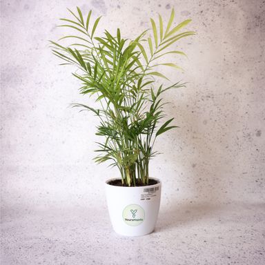 Valencia Planters | Pack of 2 | White Pot