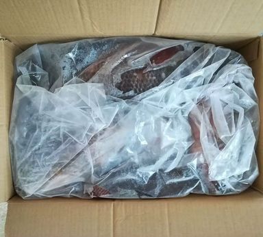 Carton tilapia 300-500 10kg belle dame