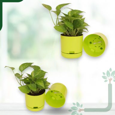 Green | Bloom9 Self-Watering Pot | 5-Inch | {Free 1kg Organic Pot Mix} | Pack of 4
