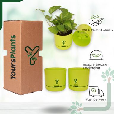 Green | Bloom9 Self-Watering Pot | 5-Inch | {Free 1kg Organic Pot Mix} | Pack of 4
