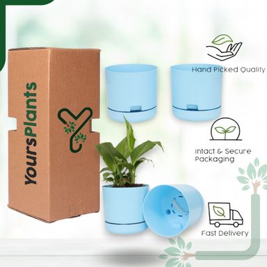 Blue | Bloom9 Self-Watering Pot | 5-Inch | {Free 1kg Organic Pot Mix} | Pack of 4