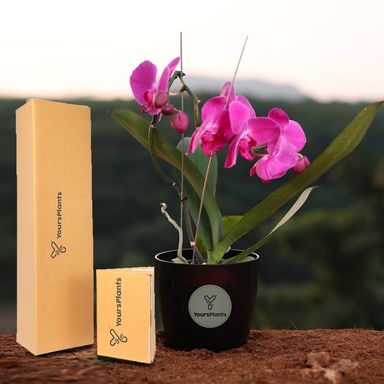  Purple Phalaenopsis Orchids – The Epitome of Grace and Beauty for Your Home