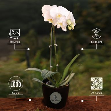 White Phalaenopsis Orchids – The Epitome of Grace and Beauty for Your Home