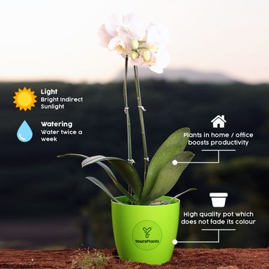 White Phalaenopsis Orchids – The Epitome of Grace and Beauty for Your Home