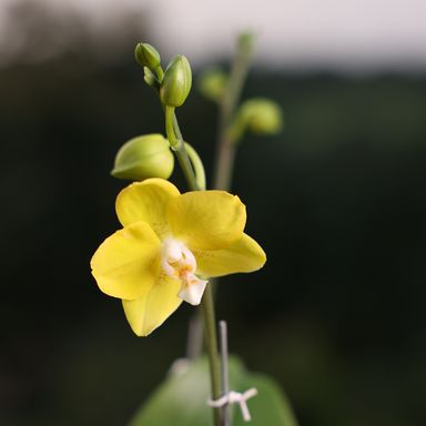  Yellow Phalaenopsis Orchids – The Epitome of Grace and Beauty for Your Home