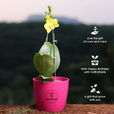  Yellow Phalaenopsis Orchids – The Epitome of Grace and Beauty for Your Home