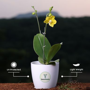  Yellow Phalaenopsis Orchids – The Epitome of Grace and Beauty for Your Home