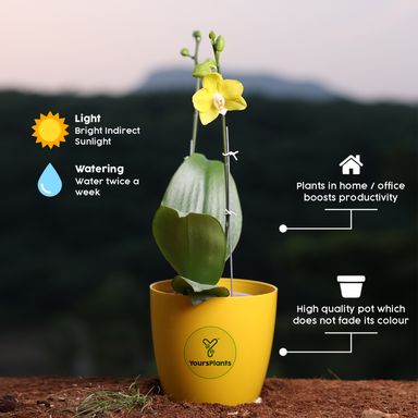  Yellow Phalaenopsis Orchids – The Epitome of Grace and Beauty for Your Home
