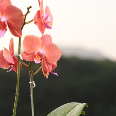 Orange Phalaenopsis Orchids – The Epitome of Grace and Beauty for Your Home (Copy)