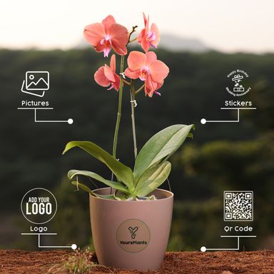 Orange Phalaenopsis Orchids – The Epitome of Grace and Beauty for Your Home (Copy)