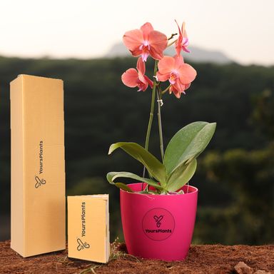 Orange Phalaenopsis Orchids – The Epitome of Grace and Beauty for Your Home (Copy)