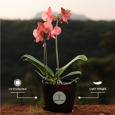 Orange Phalaenopsis Orchids – The Epitome of Grace and Beauty for Your Home (Copy)