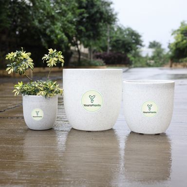 Milano Large Planters with Wheels | 12Inch Planter | White