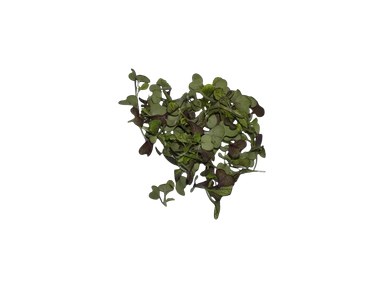 The Green Batch – Purple Mustard Microgreens PET 2oz (57g) / Microgreens de Mostaza Morada PET 2oz (57g)