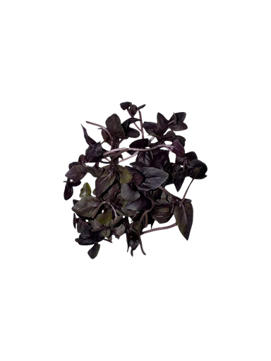 The Green Batch – Purple Basil Microgreens PET 2oz (57g) / Microgreens de Albahaca Morada PET 2oz (57g)