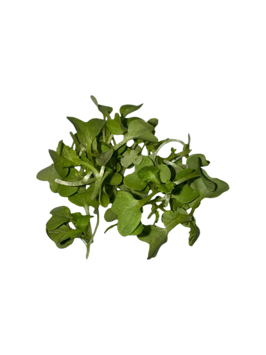 The Green Batch – Green Basil Microgreens PET 2oz (57g) / Microgreens de Albahaca Verde PET 2oz (57g)