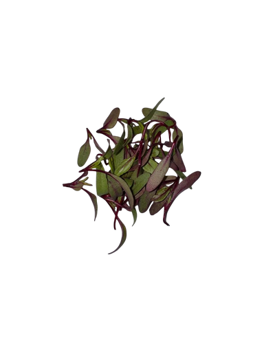 The Green Batch – Chard Microgreens PET 1oz (28g) / Microgreens de Acelga PET 1oz (28g)