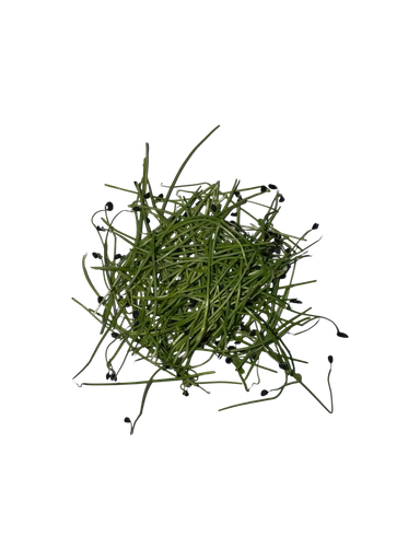 The Green Batch – Leek Microgreens PET 1oz (28g) / Microgreens de Puerro PET 1oz (28g)