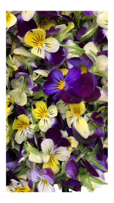 The Green Batch – Sorbet Edible Flowers 50 units / Flores Comestibles Sorbet 50 unidades