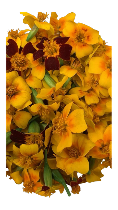 The Green Batch – Mini Gold Edible Flowers 50 units / Flores Comestibles Mini Gold 50 unidades