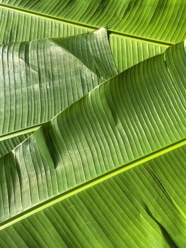 Banana Leaves