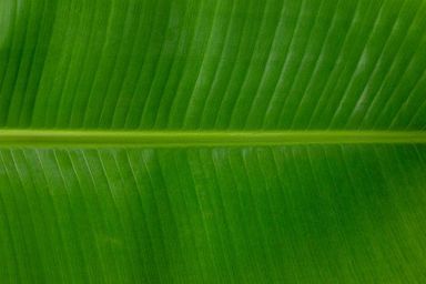 Banana Leaves