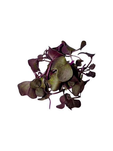 The Green Batch – Purple Radish Microgreens PET 2oz (57g) / Microgreens de Rábano Morado PET 2oz (57g)