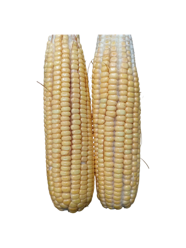 Fresh Corn on the Cob 3 pcs / Mazorcas de maíz nuevo 3 und
