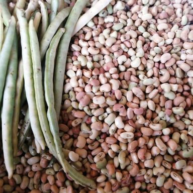 Fresh Bejuco Beans 1 lb / Frijoles de bejuco frescos libra
