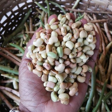 Fresh Bejuco Beans 1 lb / Frijoles de bejuco frescos libra