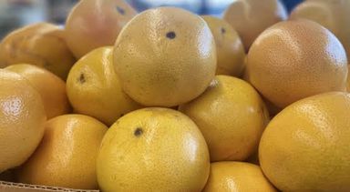 Pamplemousse importe /kg