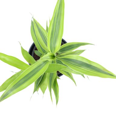 Lucky Bamboo Ribbon Plant (Dracaena Sanderiana) Curly Bamboo Light Green Indoor Plants