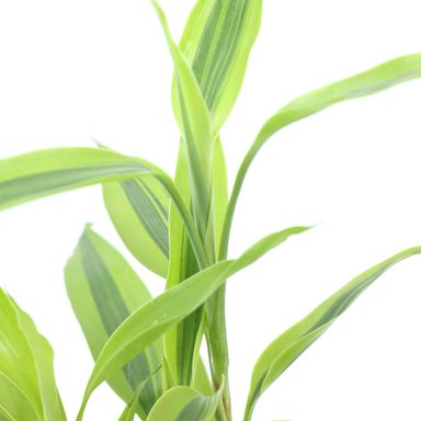 Lucky Bamboo Ribbon Plant (Dracaena Sanderiana) Curly Bamboo Light Green Indoor Plants