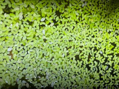 Duck Weed