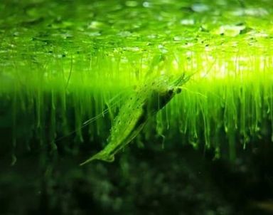 Duck Weed