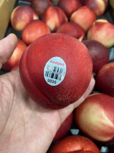 USA Family Tree White Nectarine Large
