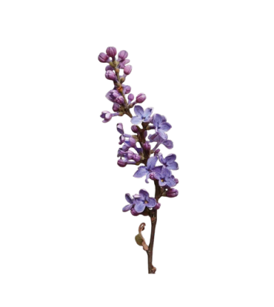 Vitex Extracto Cápsulas Commons