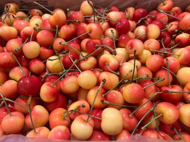 Canadian Rainier Cherries 9R