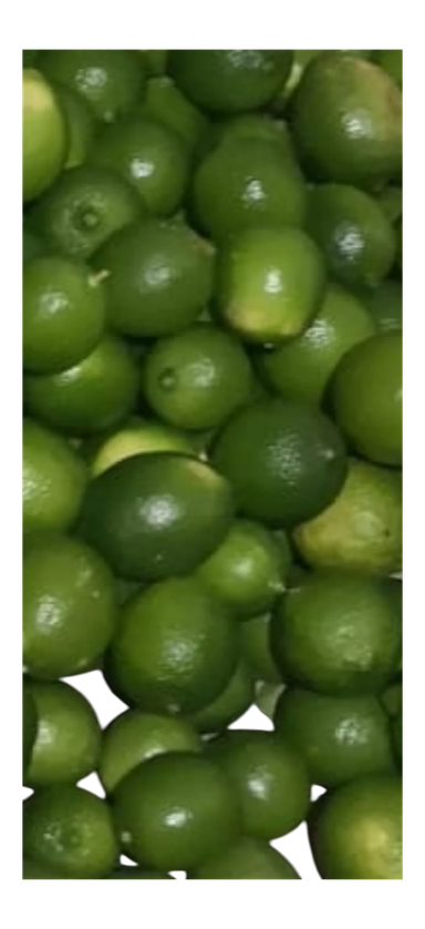 Limones persas 5 und