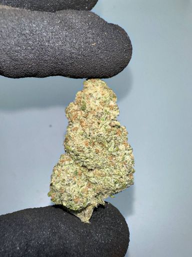 🇺🇸🇳🇱 Dutch Cali – White Truffle (95 Dead x Platinum Kush Mints)