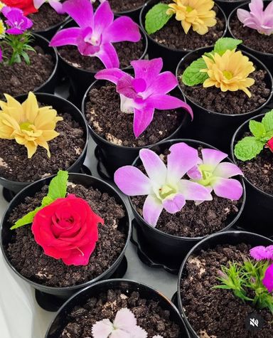 Teacher's Day Flower Pot Cake