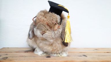 Handmade Pawfessor Hat Graduation Hat