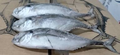Ikan Cencaru