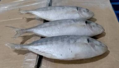 Ikan Selar