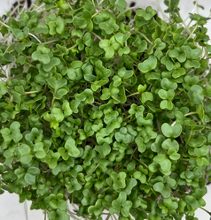 Microgreens – Broccoli 1oz / Microgreens – Brócoli 1oz