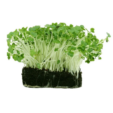 Microgreens – Radish Green 28g / Microgreens – Rábano Verde 28g